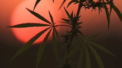 Close-up shot of marijuana at the sunset background. Stock Footage 80798051
