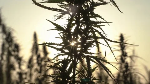 Close-up shot of marijuana at the sunset background. Stock Footage
