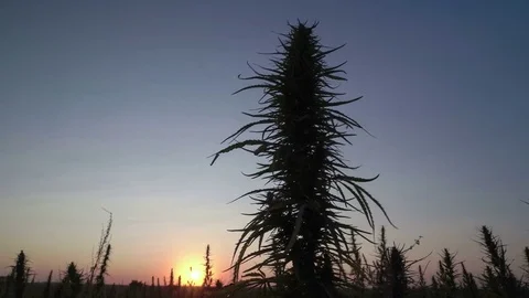 Close-up shot of marijuana at the sunset background. Stock Footage 80864453