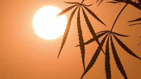Close-up shot of marijuana at the sunset background. Stock Footage 80865214