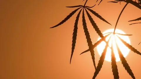 Close-up shot of marijuana at the sunset background. Stock Footage 80865522