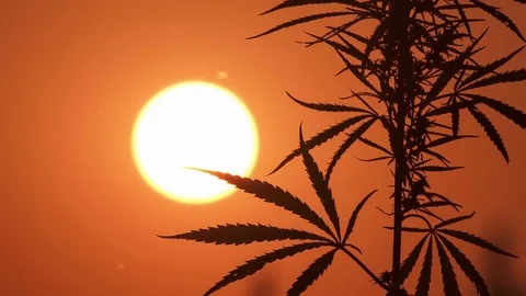 Close-up shot of marijuana at the sunset background. Stock Footage 80865838