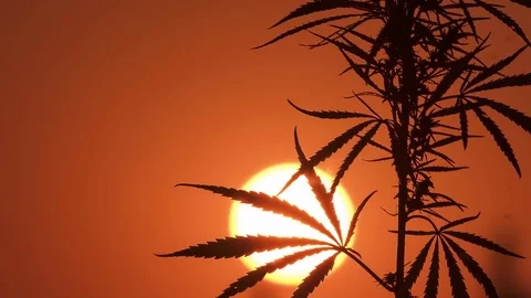 Close-up shot of marijuana at the sunset background. Stock Footage 80866459