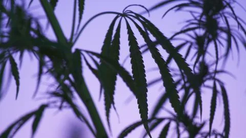 Close-up shot of marijuana at the sunset background. Stock Photos
