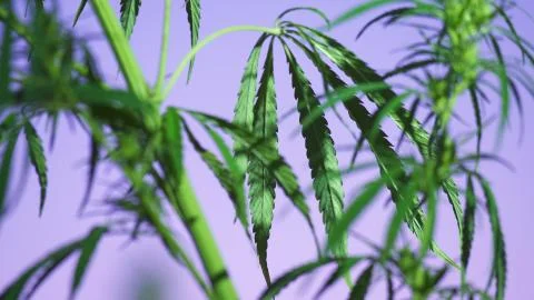 Close-up shot of marijuana at the sunset background. Stock Photos