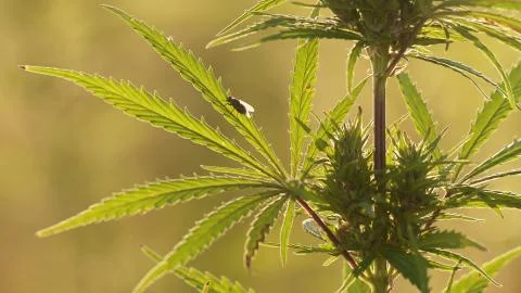 Close-up shot of marijuana at the sunset background. Stock Photos