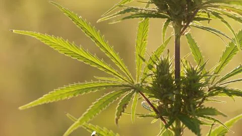 Close-up shot of marijuana at the sunset background. Stock Photos