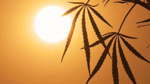 Close-up shot of marijuana at the sunset background. Stock Photos