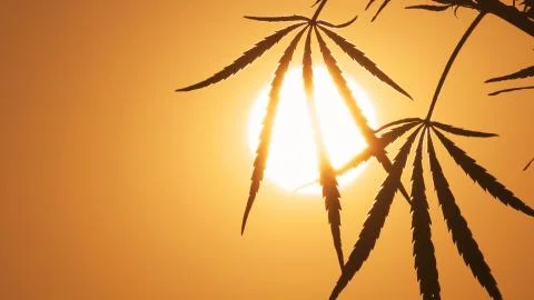 Close-up shot of marijuana at the sunset background. Stock Photos