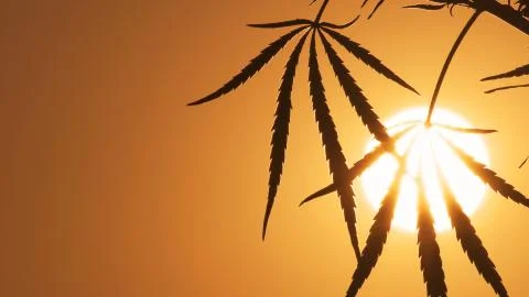 Close-up shot of marijuana at the sunset background. Stock Photos