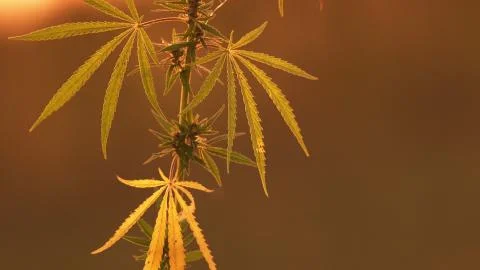 Close-up shot of marijuana at the sunset background. Stock Photos