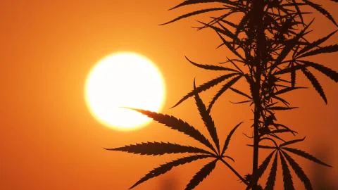 Close-up shot of marijuana at the sunset background. Stock Photos