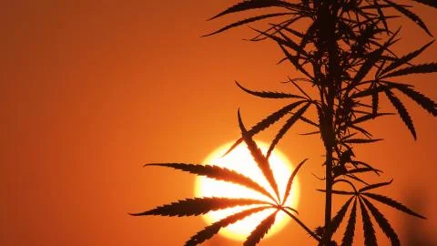 Close-up shot of marijuana at the sunset background. Stock Photos
