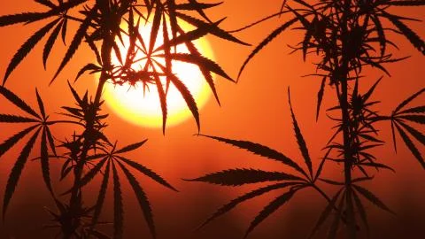 Close-up shot of marijuana at the sunset background. Stock Photos