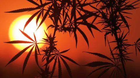 Close-up shot of marijuana at the sunset background. Stock Photos