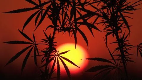 Close-up shot of marijuana at the sunset background. Stock Photos