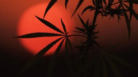 Close-up shot of marijuana at the sunset background. Stock Photos