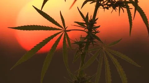 Close-up shot of marijuana at the sunset background. Stock Photos
