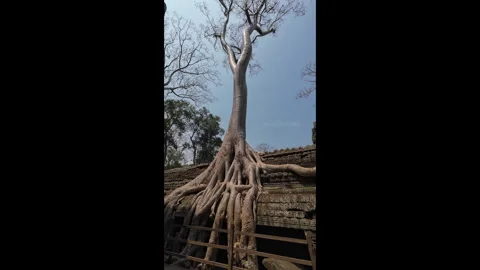 Close-up shot of the massive roots of a tree at Ta Prohm Temple Video stock 276428035