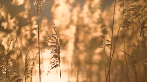 Close up shot of meadow grass. Backlight during the sunset. Golden hour Stock-Footage 147551934