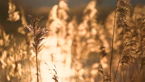 Close-up shot of meadow grass. Backlight during the sunset. Golden hour Stock Footage 147552072