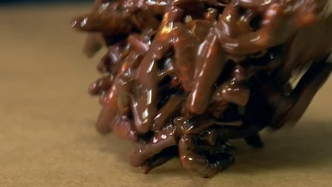 Close up shot of mealworm in chocolate Stock Footage 83463305
