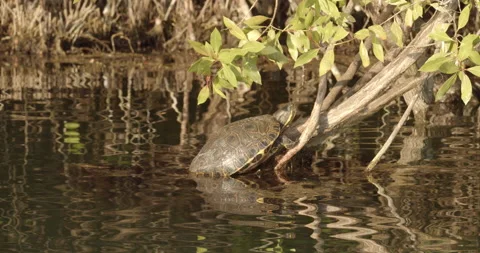 Close Up Shot of Mesoamerican Slider Box Turtle In Exotic Jungle Mexico Animal Vídeos de archivo 146802002