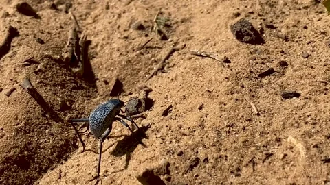 A close-up shot of a metallic blue beetle walking across a textured, sandy Stock Footage 342080876