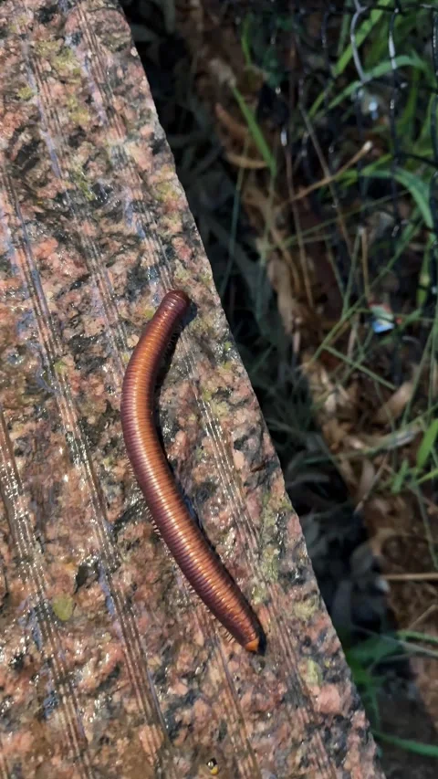 A close up shot of a millipede moving. Stock Footage 337401923