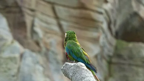 Close up shot of a mini parrot, a chestnut-fronted macaw, severe macaw Stock Footage 268789539