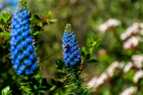 A close-up shot of a mining bee on a Echium candicans (pride of Madeira) flow Stock Photos
