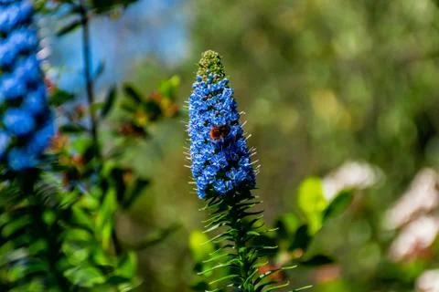 A close-up shot of a mining bee on a Echium candicans (pride of Madeira) flow Stock Photos