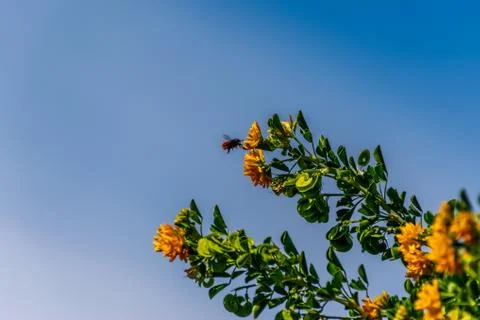 A close-up shot of a mining bee hovering next to Medicago arborea (also known Stock Photos