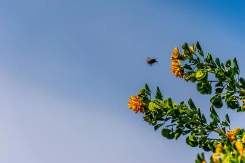 A close-up shot of a mining bee hovering next to Medicago arborea (also known Stock Photos