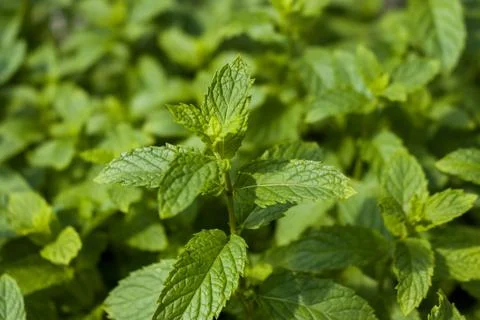 Close up shot of a mint stem with blurred background Stock Photos