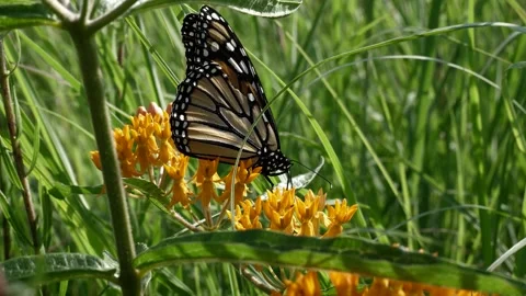 Close up shot of a monarch on an orange colored wild flower. Video stock 324764231