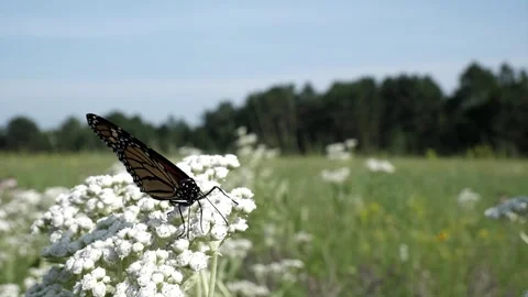 Close up shot of a monarch trying to get nectar. Video stock 324763142