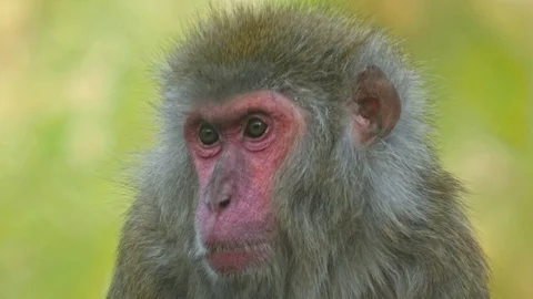 Close up shot of a Monkey in 4K Stock Footage 106288871