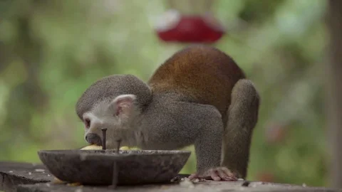 Close Shot of a monkey in the amazon rainforest. Stock Footage 129845961