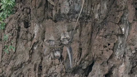 Close-up shot of a monkey chilling on a tree branch hanging over a cliff Vídeo Stock 303981799