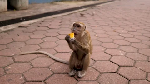 Close up shot of monkey eating banana calmly Stock Footage 130064541