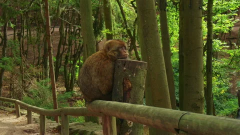 Close up shot of a monkey falling asleep quietly in a peaceful forest. Video stock 310755674