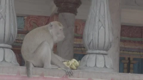 A close-up shot of a monkey sitting on a railing and eating a banana. Stock Footage 341849089