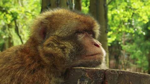 Close up shot of a monkey sleeping and awakening in a dense green forest. Stockbeeldmateriaal 310755706