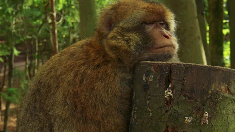 Close up shot of a monkey slumbering in a dense green forest. 스톡 동영상 310755712