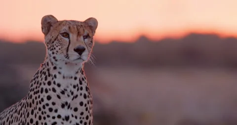 Close up shot of a monocular cheetah's upper body scanning around Stock Footage 308676798