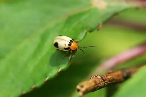 Close up shot of a Monolepta Foto stock