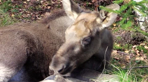 Close up  shot of Moose calf Stock Footage 55859912