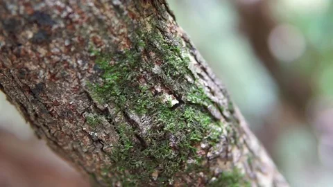Close-up shot of moss growing on a branch on a hike Stock Footage 78049606