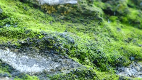 Close up Shot of Moss on a rocks. Stock Footage 161948258